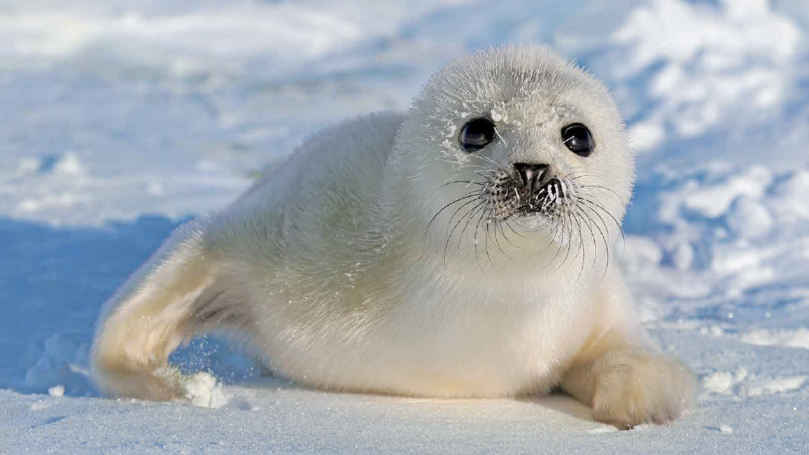 Seal's. Pagophilus groenlandicus. Харп тюлень. Phoca groenlandica. Нерпа шерсть.