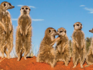 Meerkat Ranger Rick December January 2018