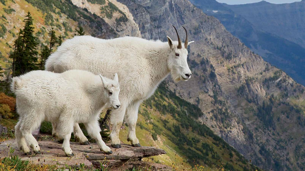 Mountain Goats Ranger Rick Jr May 2017