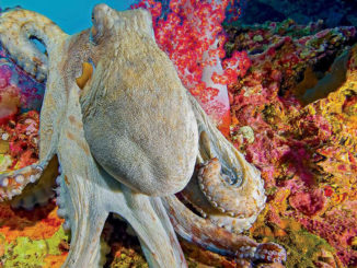 Octopus Ranger Rick February 2017