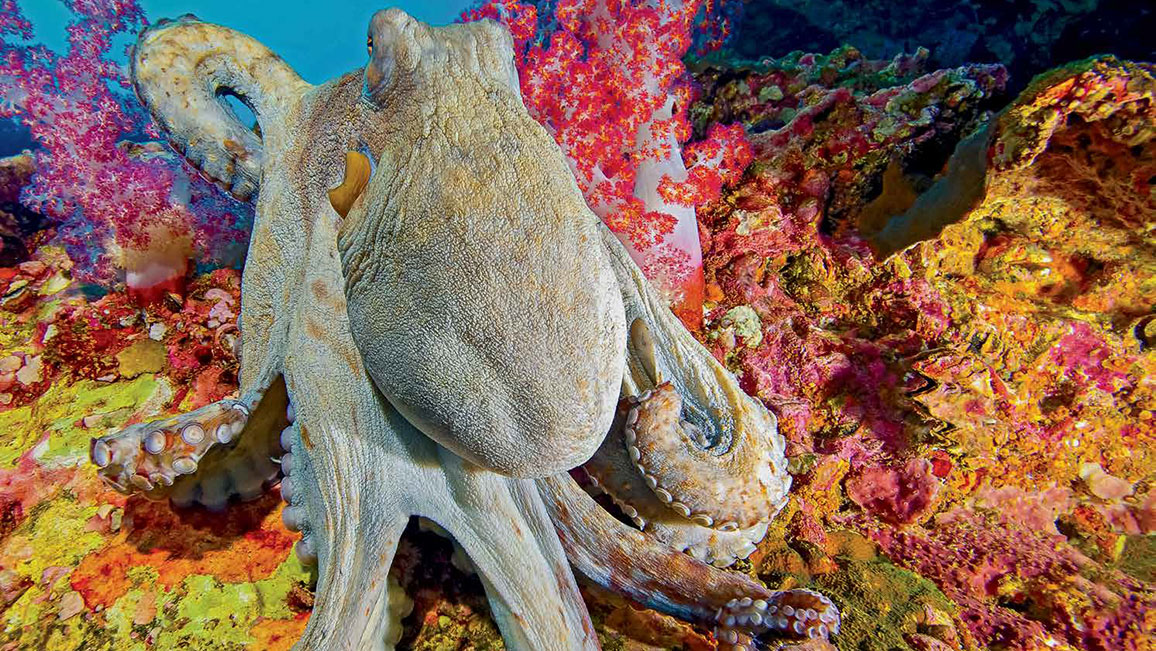 Octopus Ranger Rick February 2017