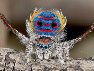 Weird Spiders Ranger Rick August 2017