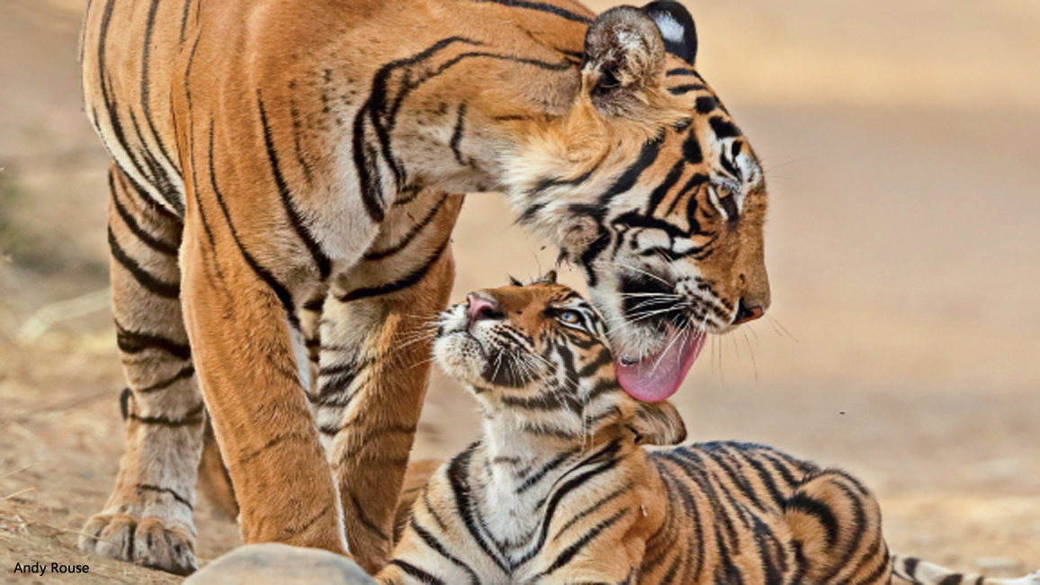 ANIMAL MOMS - Tigers by Andy Rouse 1156x650