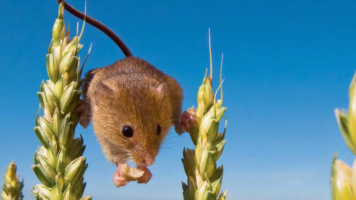 Eurasian store harvest mouse