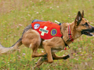 Ranger Rick Dogs on Duty August 2014