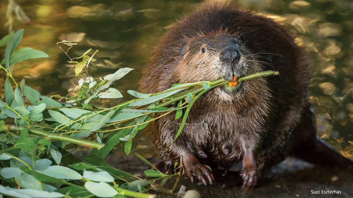 Leave it to Beavers by Suzi Eszterhas - May 2018 Ranger Rick