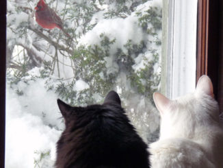 Cats watching birds