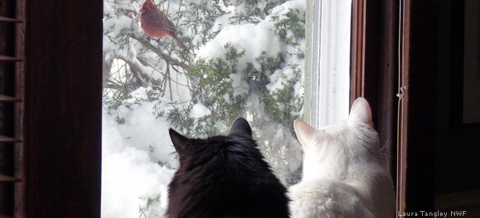 Create a Bird Watching Station For Cats - NWF | Ranger Rick