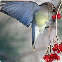 Bird and berries