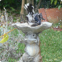 Bird in bird bath