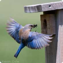Bluebird