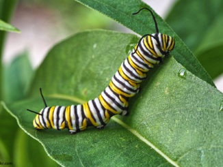 Caterpillar by John Brandauer/flickr - May 2018 RR Jr.