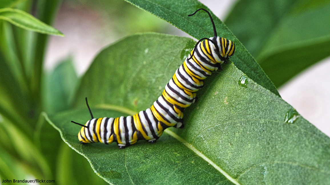 Caterpillar by John Brandauer/flickr - May 2018 RR Jr.