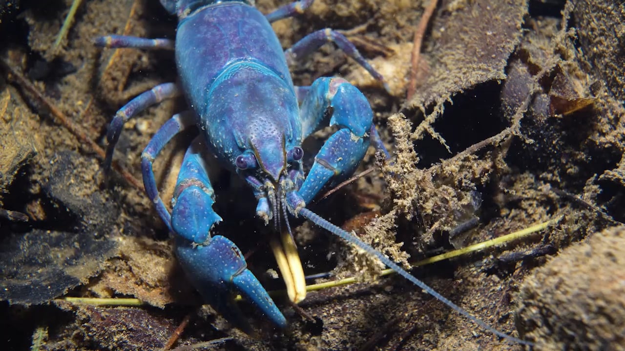 A Native Virginia Blue Crayfish - NWF | Ranger Rick