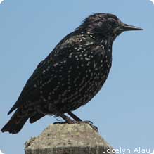 European starling