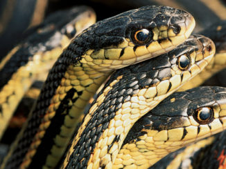 Ranger Rick Garter Snakes April 2015
