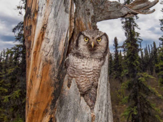 Hawk Owl by Michael Quinton