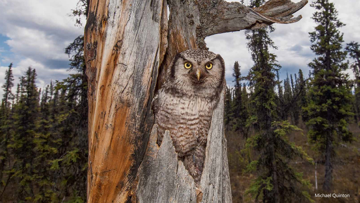 Hawk Owl by Michael Quinton