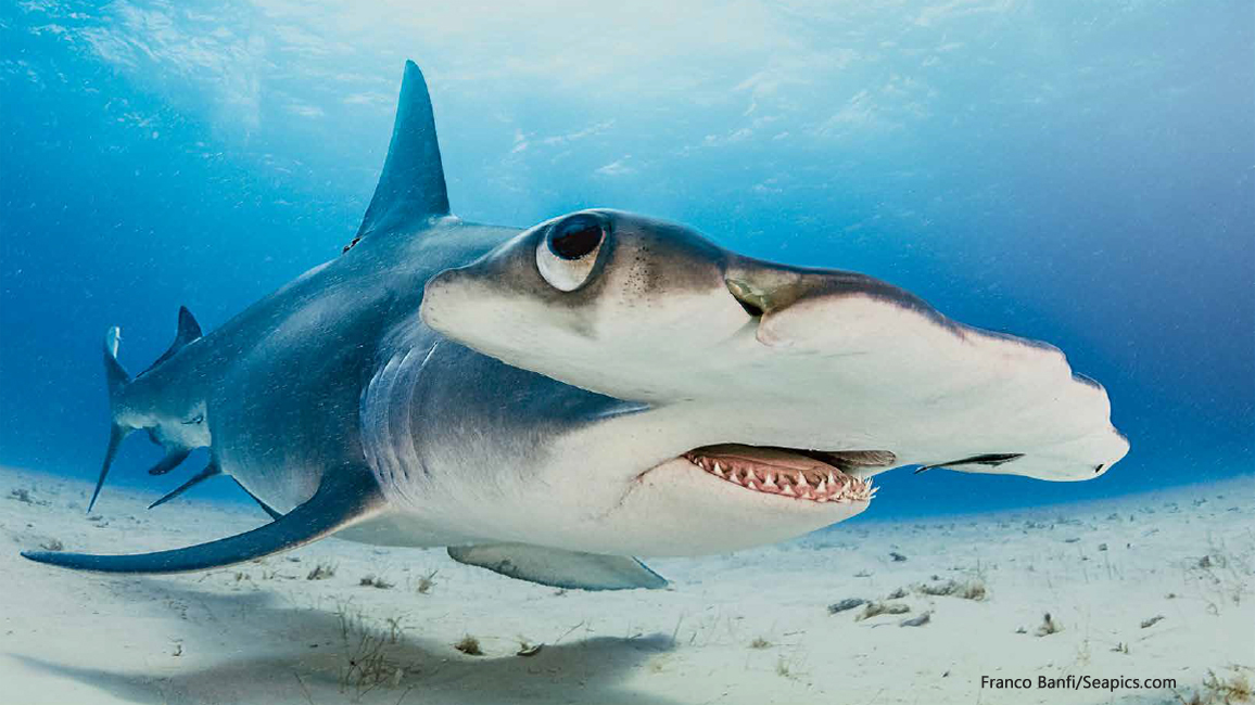 Hammerhead Shark by Franco Banfi/Seapics.com from the May 2018 issue of Ranger Rick