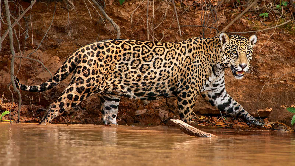 Nov-2014-Jaguars.jpg