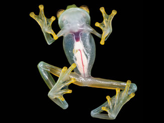 Ranger Rick Glass Frog August 2015