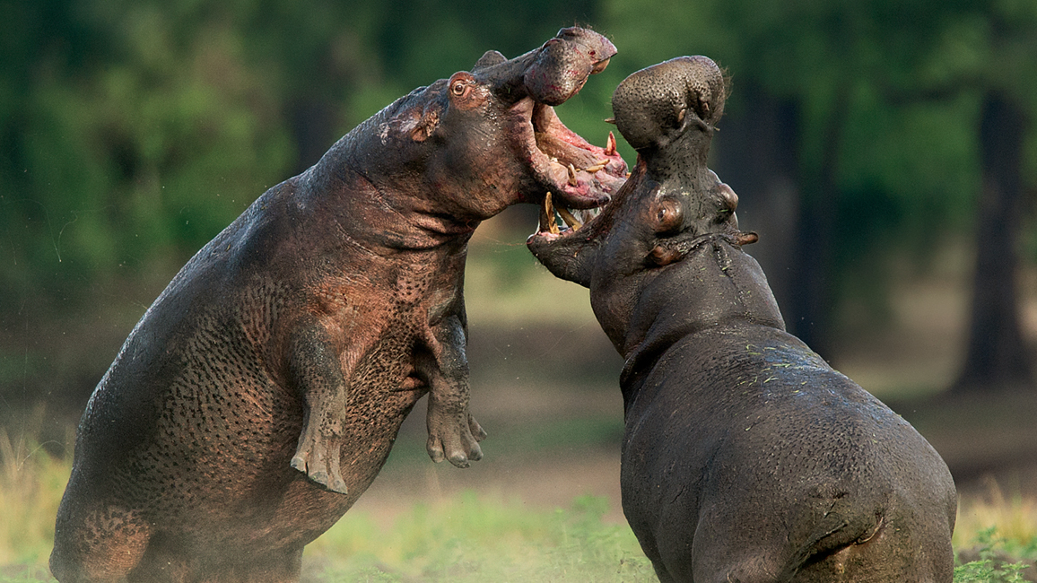 Ranger Rick Hippos May 2015