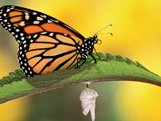 Ranger Rick Monarchs Rule September 2015