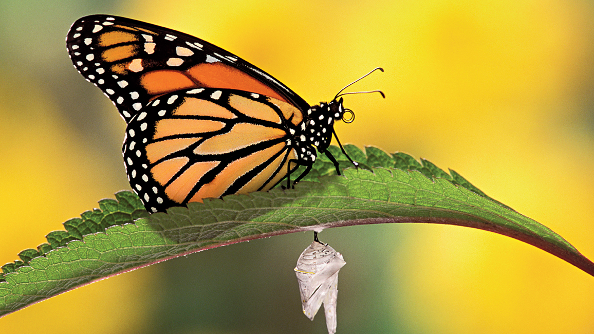 Ranger Rick Monarchs Rule September 2015
