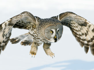Ranger Rick Owls November 2015