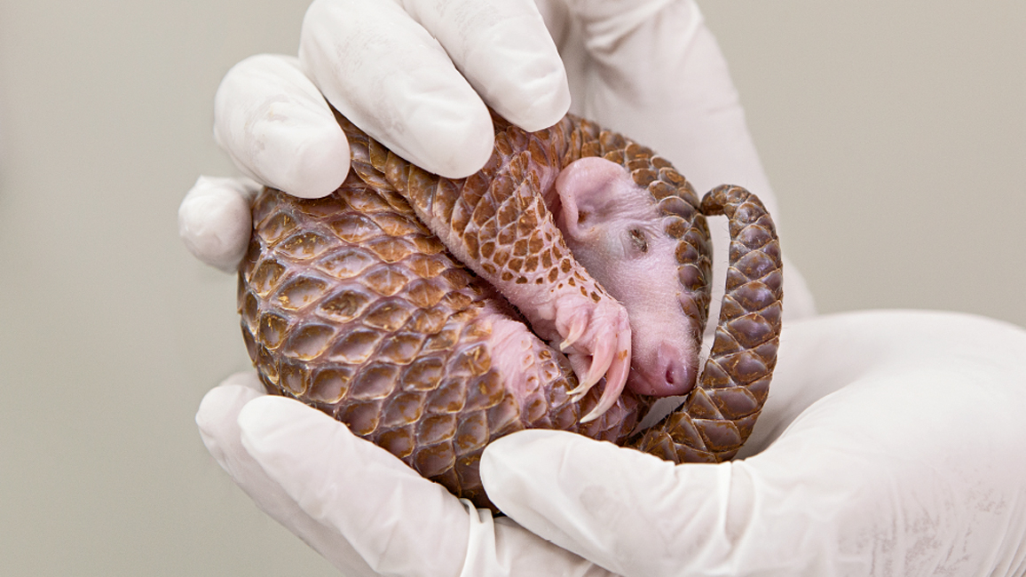 Ranger Rick Pangolin Rescue June July 2016