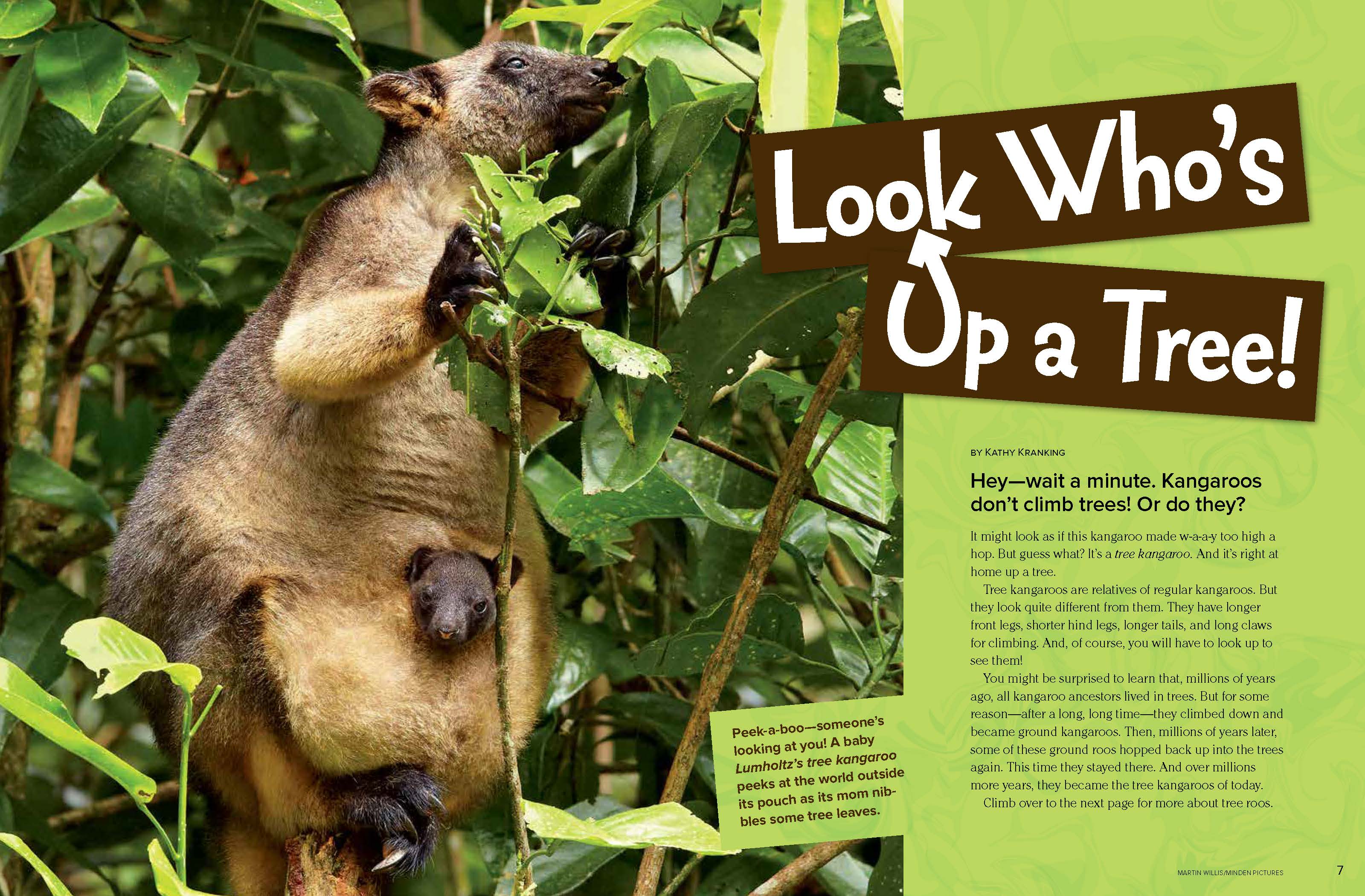 Tree Kangaroos Nwf Ranger Rick