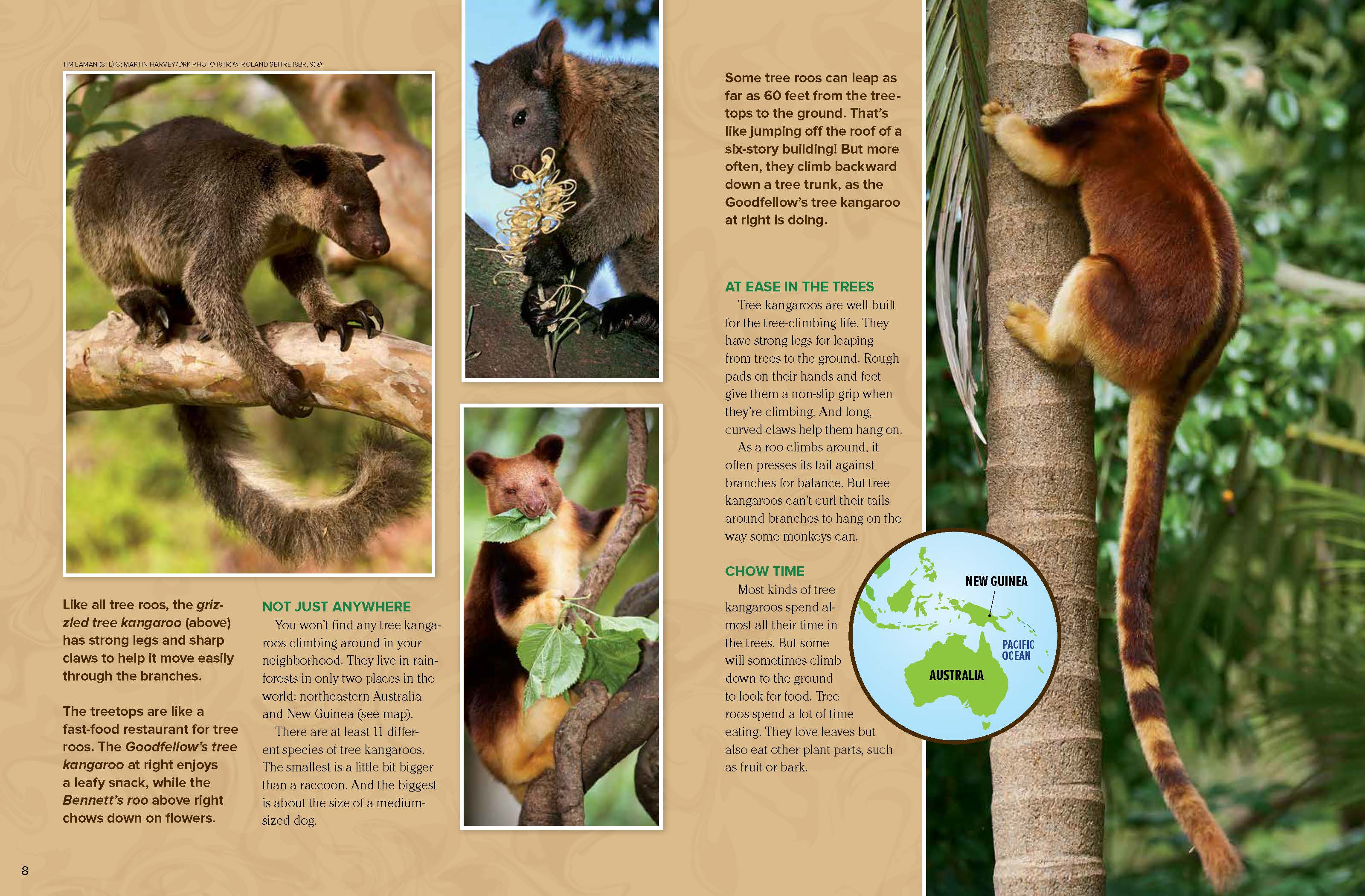 Tree Kangaroos Nwf Ranger Rick