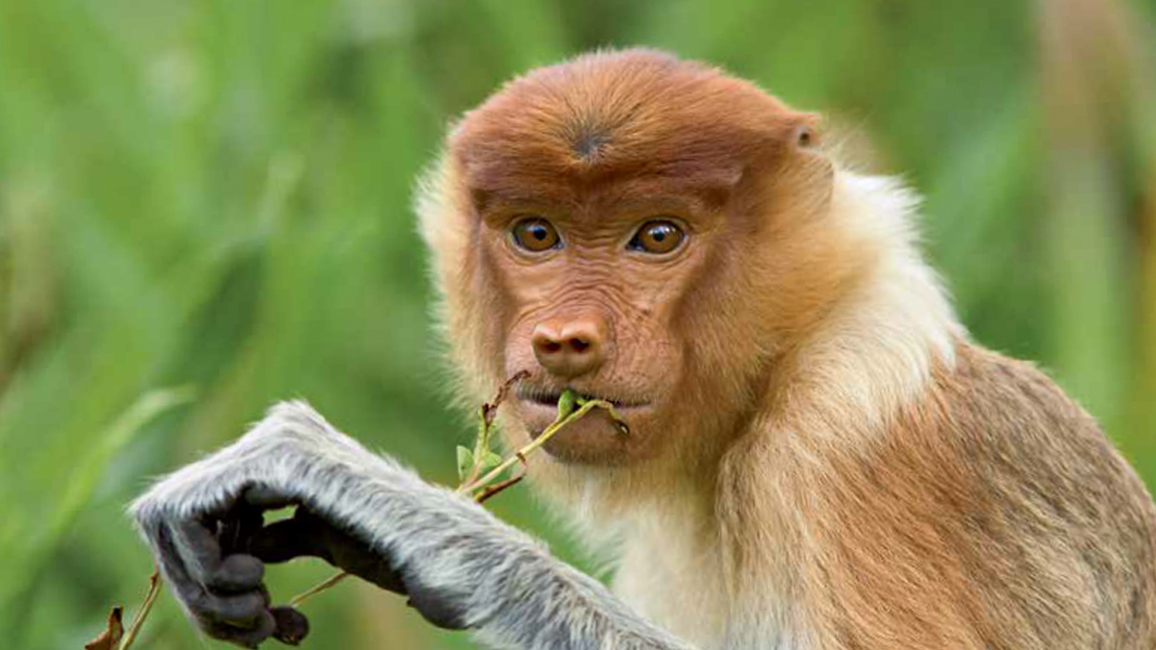 Ranger Rick Jr Nosey Monkeys September 2015