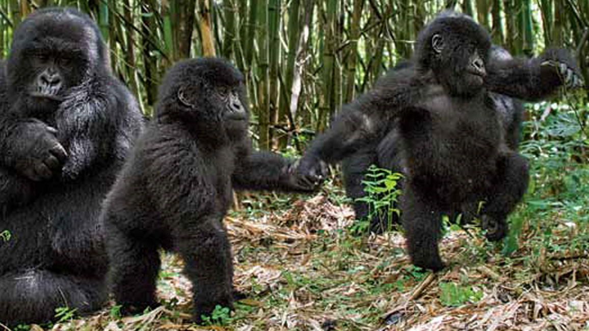 Baby Gorilla Twins Nwf Ranger Rick