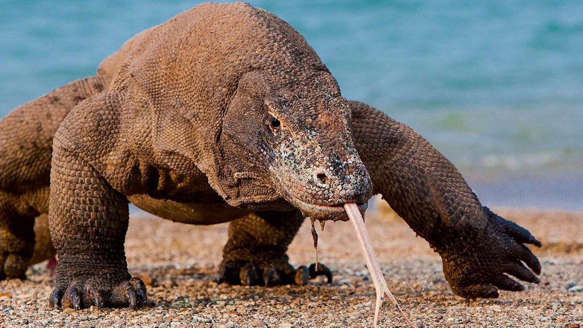 Ranger Rick Komodo Dragon November 2013