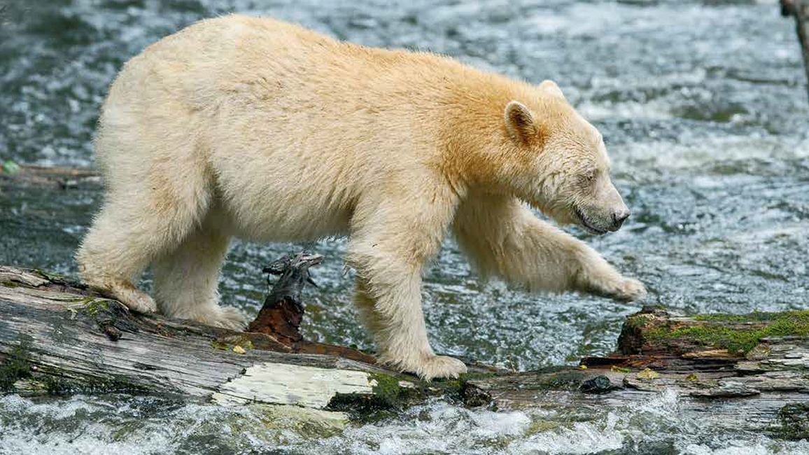 Ranger Rick Spirit Bears September 2014