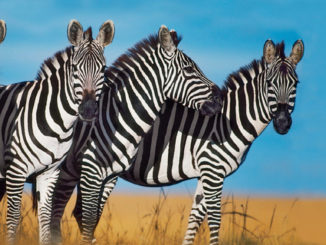 Zebra Ranger Rick April 2018