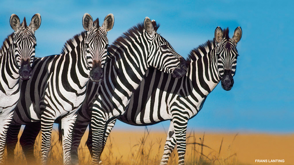 Why Do Zebras Have Stripes? - NWF | Ranger Rick