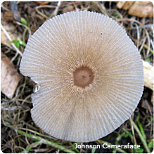 nature walk mushroom circle
