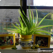 Windowsill plant