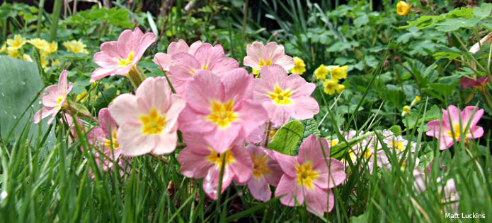 Pink flowers