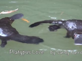 Playful Platypuses