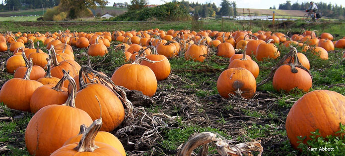 Pumpkin patch