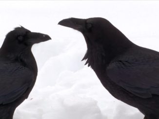 Ravens Socialize in the Snow