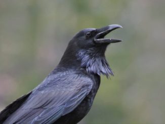 Raven Sounds