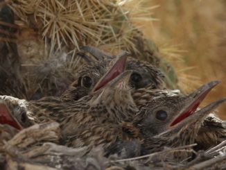 Roadrunner mother and babies