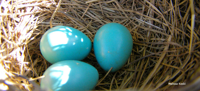 Learn About Bird Eggs NWF Ranger Rick