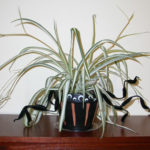 scary spider plant pot