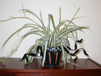 scary spider plant pot