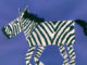 Shapely zebra